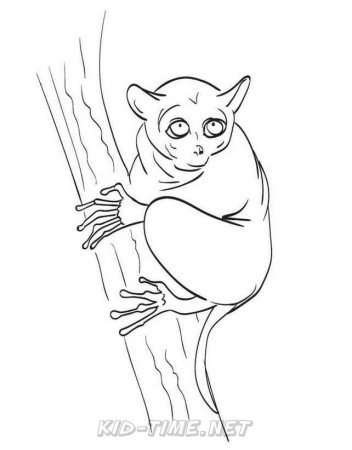 Долгопят раскраска для детей