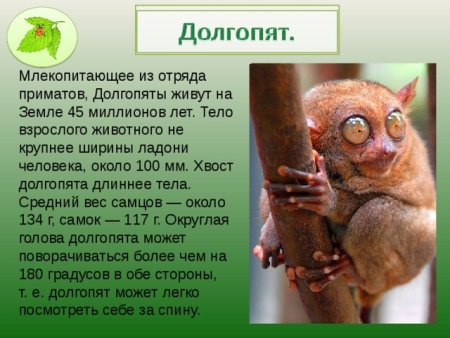 Долгопят раскраска