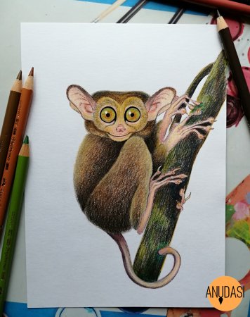 Долгопят карандашом