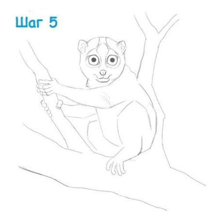 Лемур рисунок пошагово