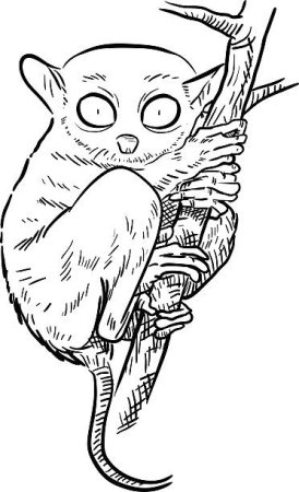 Долгопят раскраска