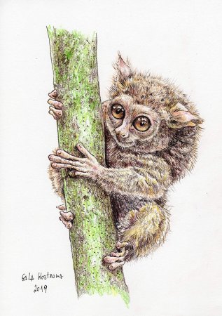 Долгопят акварелью