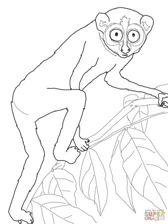 Долгопят раскраска