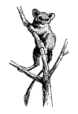 Альфред Брем долгопят