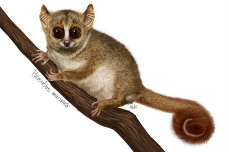 Мышиный лемур Лори