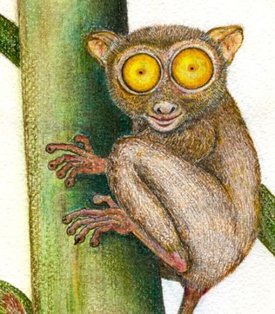 Нарисовать долгопята