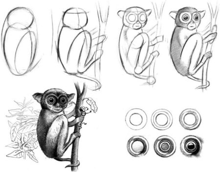 Долгопят карандашом