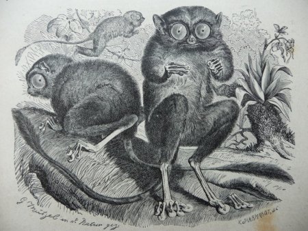 Долгопят карандашом