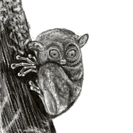 Долгопят рисунок карандашом