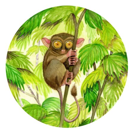 Долгопят клипарт