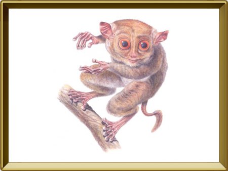 Лемур Лори карандашом