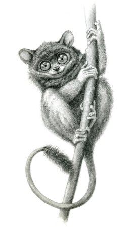 Долгопят раскраска для детей