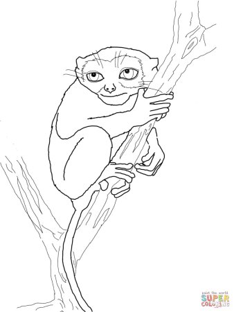 Долгопят раскраска