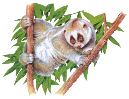 Долгопят рисунок