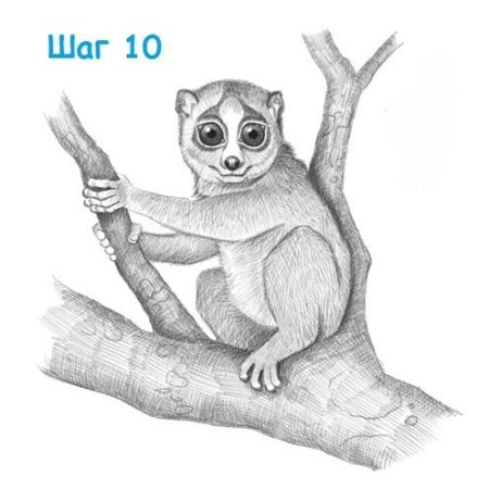 Долгопят раскраска