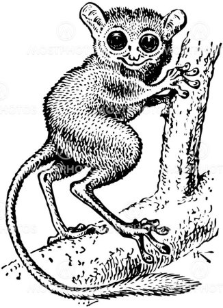 Лемур долгопят gif