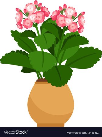 Каланхоэ рисовать