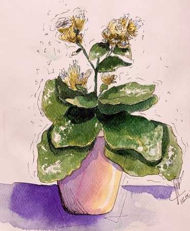 Каланхоэ перистое Ботаническая иллюстрация