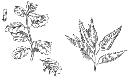 Каланхоэ строение листа