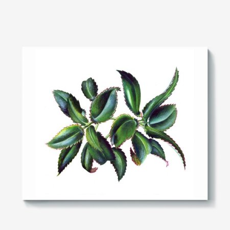 Каланхоэ перистое рисунок