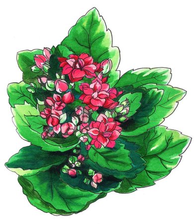 Каланхоэ нарисовать