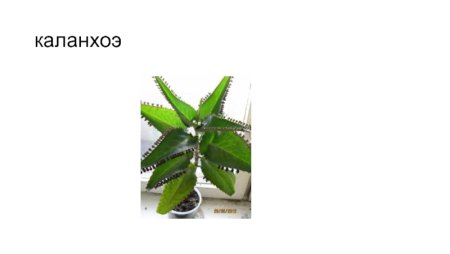 Каланхоэ перистое