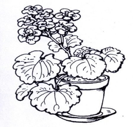 Бегония и каланхоэ