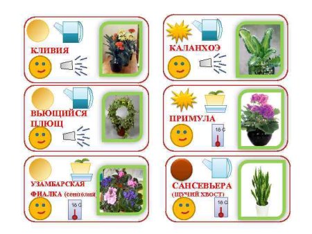 Паспорт комнатных растений Кливия для детского сада