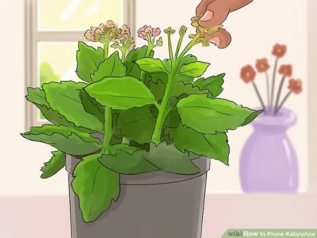 Каланхоэ герань