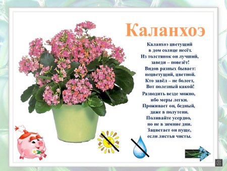 Каланхоэ,фиалка Родина