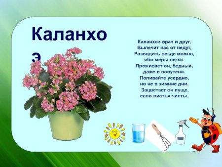 Паспорт комнатных растений в детском саду каланхоэ