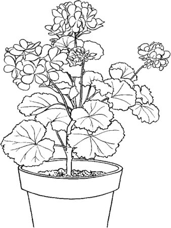 Каланхоэ, бегония, герань, Жасмин