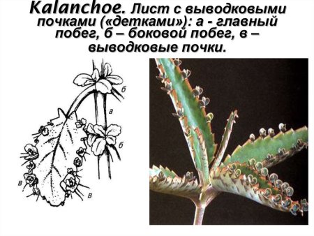 Каланхоэ перистое
