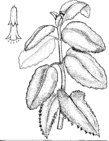 Каланхоэ цветок раскраска