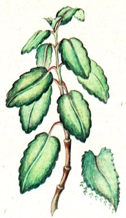 Крапива двудомная раскраска