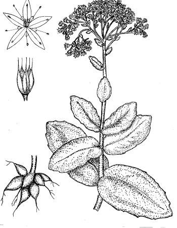 Герань бегония фиалка