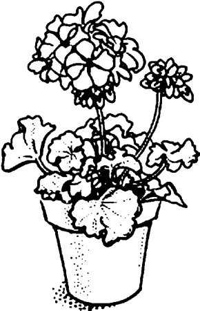 Каланхоэ Блоссфельда