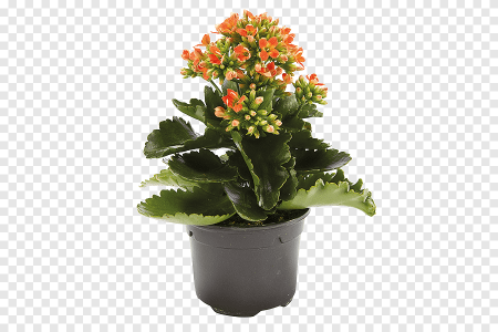 Сирень раскраска