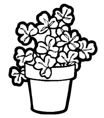 Каланхоэ светолюбивое растение