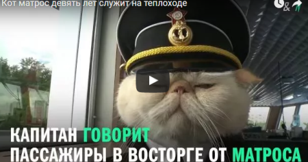 Сказочные морские кошки
