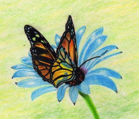 Бабочки на цветах рисунки