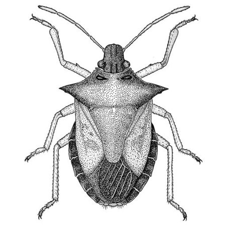 Щитник клоп рисунок