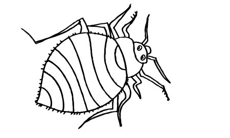 Клоп раскраска