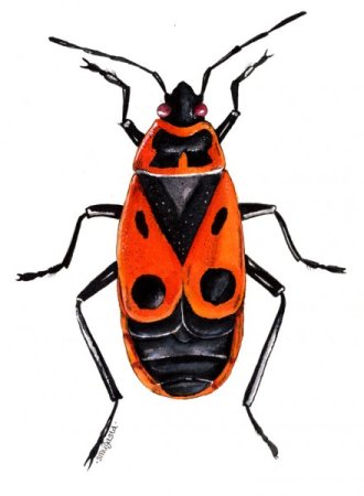 Клоп солдатик