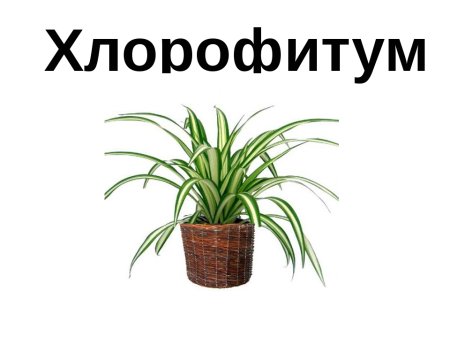 Карточки с изображением комнатных растений