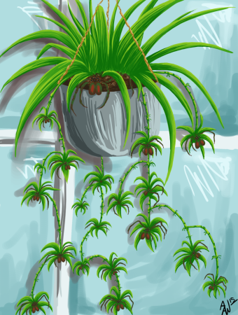 Рисование комнатные растения хлорофитум