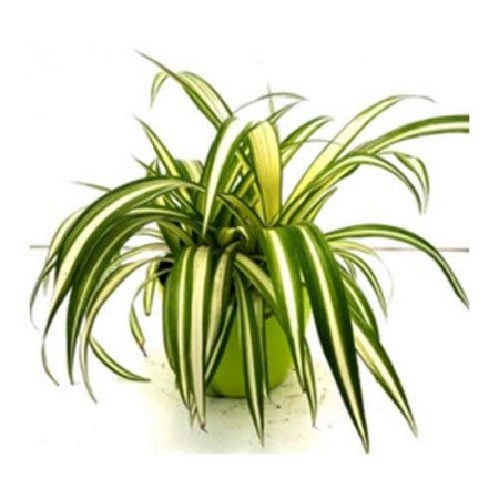 Хлорофитум Манна