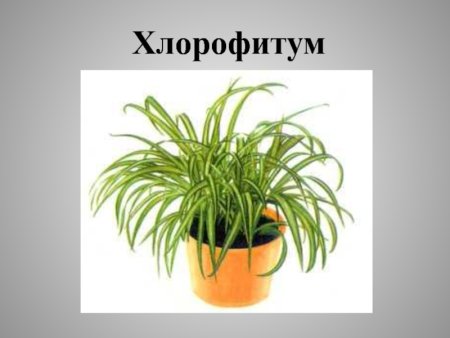 Хлорофитум карточка растения