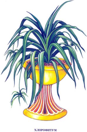 Рисование комнатные растения хлорофитум