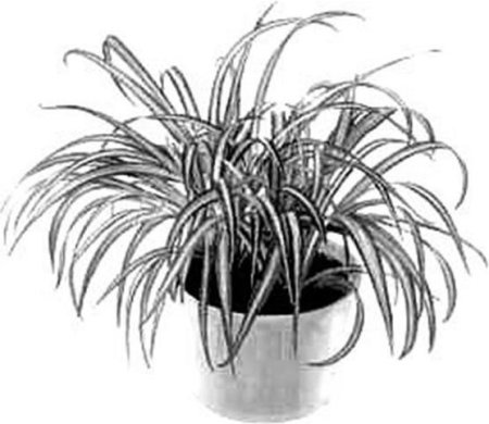 Рисование комнатные растения хлорофитум